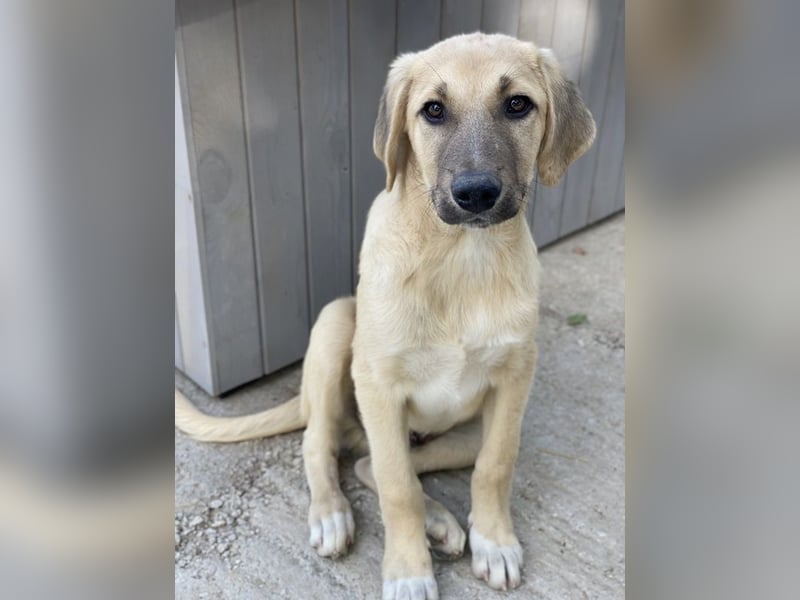 Arthur, geb. ca. 02/2024, lebt in GRIECHENLAND, im städt. Tierheim Serres