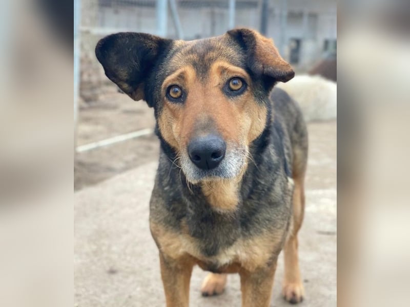 Violetta, geb. ca. 09/2018, lebt in GRIECHENLAND, im städt. Tierheim Serres