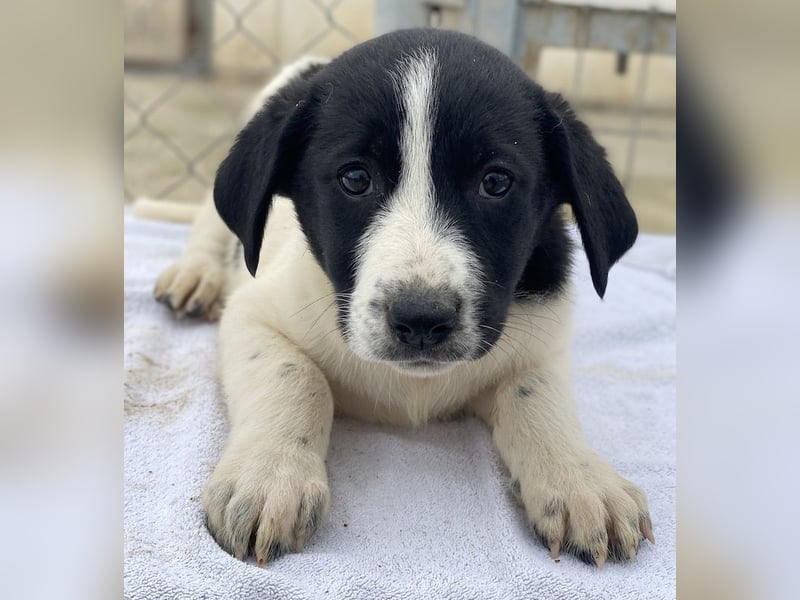 Fedra, geb. ca. 01/2024, lebt in GRIECHENLAND, im städt. Tierheim Serres