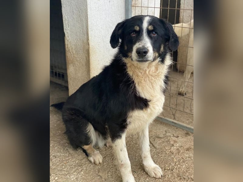 Cars, geb. ca. 12/2023, lebt in GRIECHENLAND, im städt. Tierheim Serres