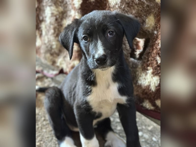 Fleur, geb. ca. 02/2025, lebt in GRIECHENLAND, auf einer privaten Pflegestelle