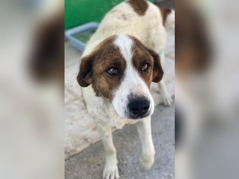 Lauri, geb. ca. 01/2023, lebt in GRIECHENLAND, im städt. Tierheim Serres