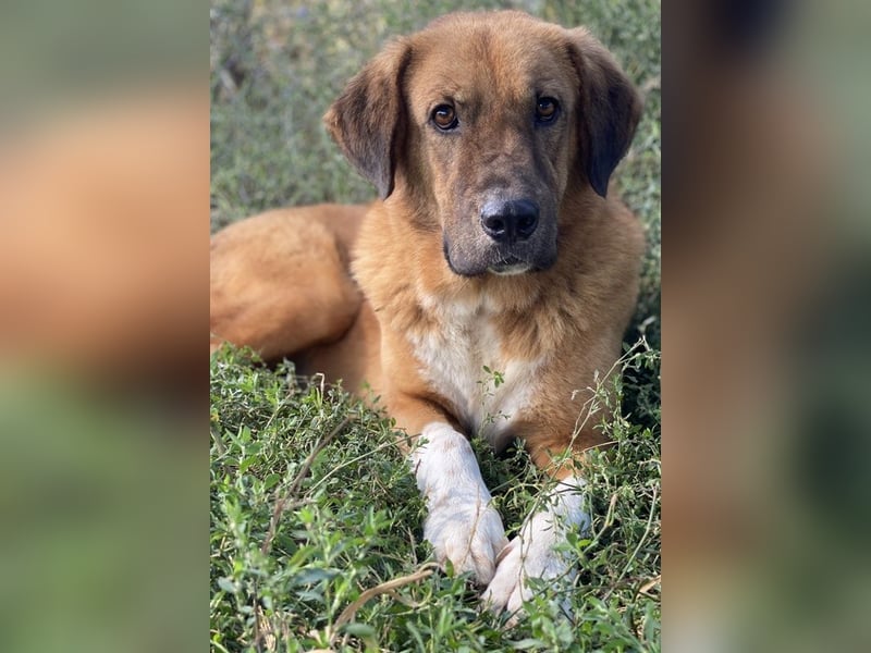 Maletto, geb. ca. 09/2018, lebt in GRIECHENLAND, im städt. Tierheim Serres