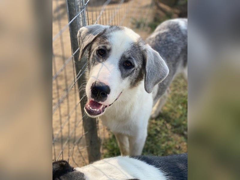 Ryat, geb. ca. 12/2023, lebt in GRIECHENLAND, im städt. Tierheim Serres