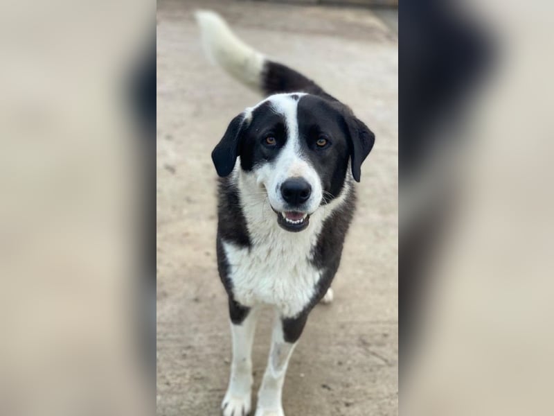 Aquata, geb. ca. 01/2023, lebt in GRIECHENLAND, im städt. Tierheim Serres