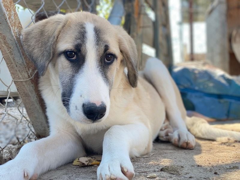 Manella, geb. ca. 04/2025, lebt in GRIECHENLAND, im städt. Tierheim Serres