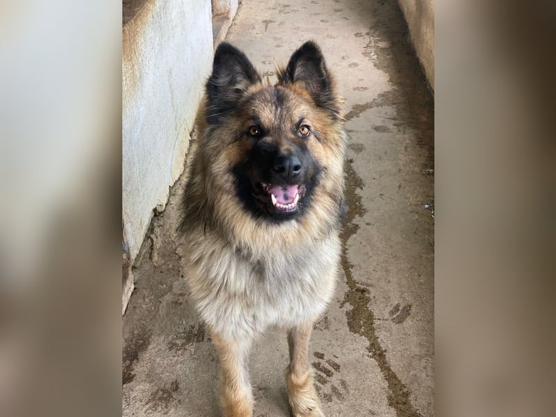 Joey, geb. ca. 08/2025, lebt in GRIECHENLAND, auf einer privaten Pflegestelle