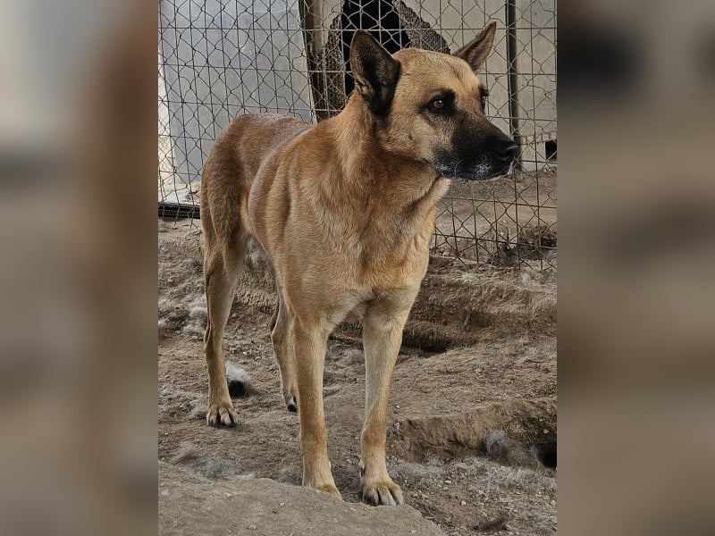 Diesel, geb. ca. 04/2022, lebt in GRIECHENLAND, im städt. Tierheim Serres