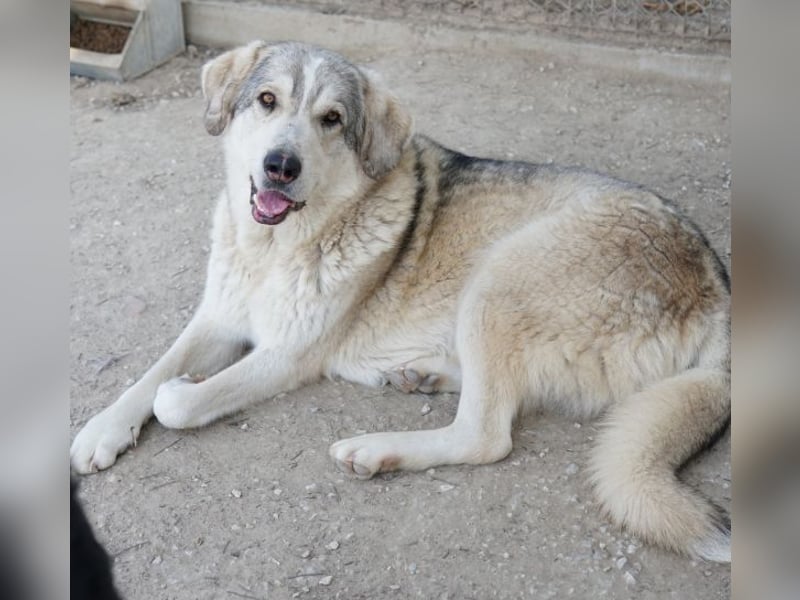 Lykos, geb. ca. 12/2023, lebt in GRIECHENLAND, im städt. Tierheim Serres