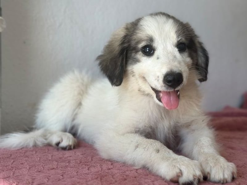 Paloma, geb. ca. 05/2026, lebt in GRIECHENLAND, im städt. Tierheim Serres