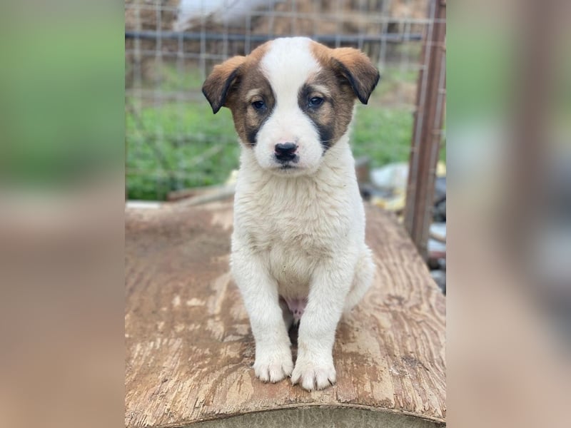 Calzone, geb. ca. 11/2025, lebt in GRIECHENLAND, auf einer privaten Pflegestelle