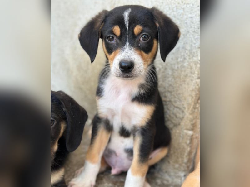 Pepper, geb. ca. 05/2026, lebt in GRIECHENLAND, im städt. Tierheim Serres