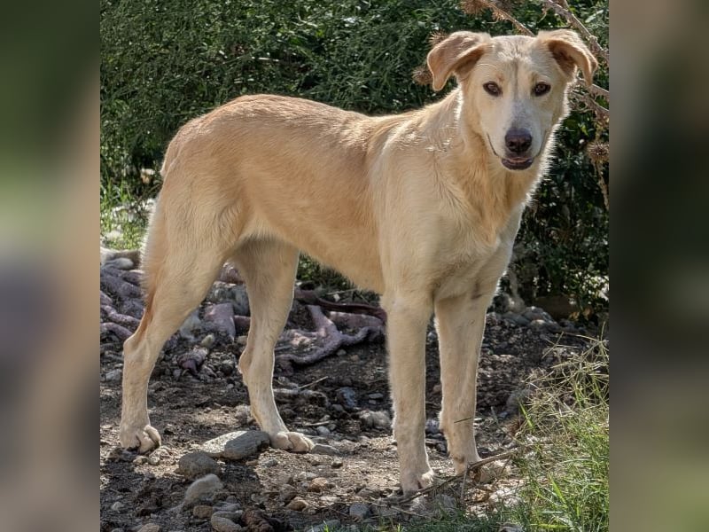 Liova, geb. ca. 10/2024, lebt in GRIECHENLAND, auf einem Gelände, Hunde werden notdürftig versorgt