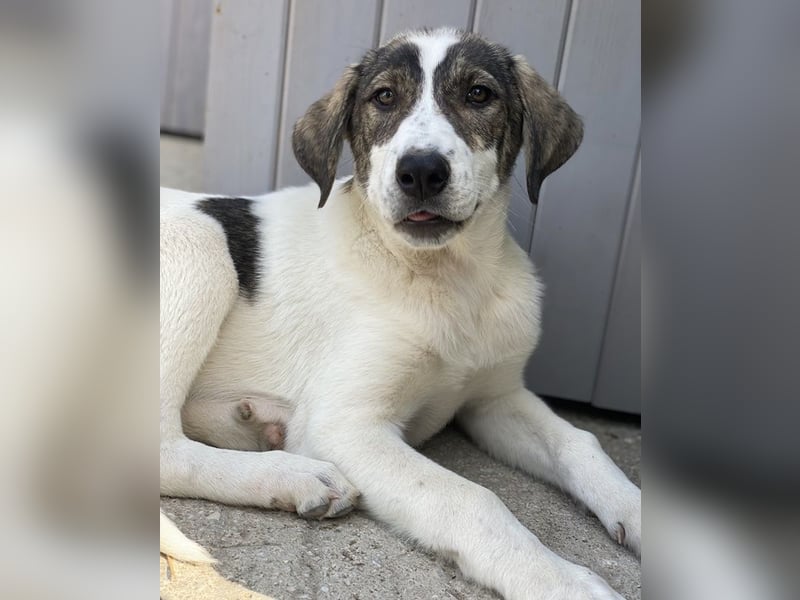 Adele, geb. ca. 02/2024, lebt in GRIECHENLAND, im städt. Tierheim Serres