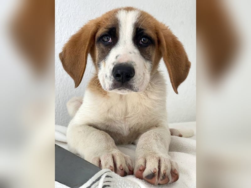 Pimock, geb. 03/2025, lebt in GRIECHENLAND, im städt. Tierheim Serres