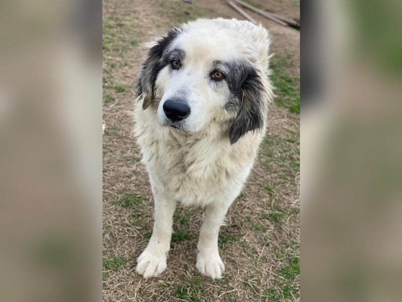 Günter, geb. ca. 09/2018, lebt in GRIECHENLAND, im städt. Tierheim Serres