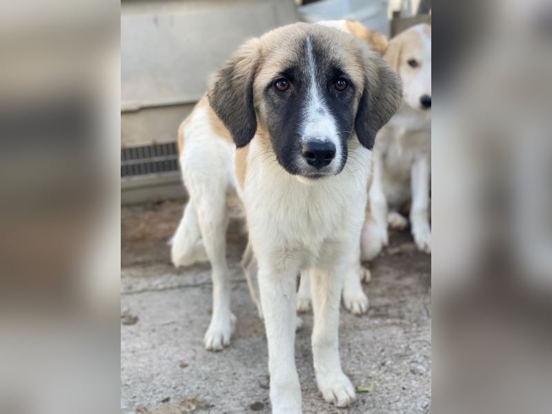 Dinka, geb. ca. 04/2025, lebt in GRIECHENLAND, im städt. Tierheim Serres