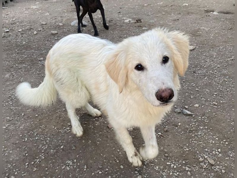 Bazo, geb. ca. 02/2025, lebt in GRIECHENLAND, auf einer privaten Pflegestelle