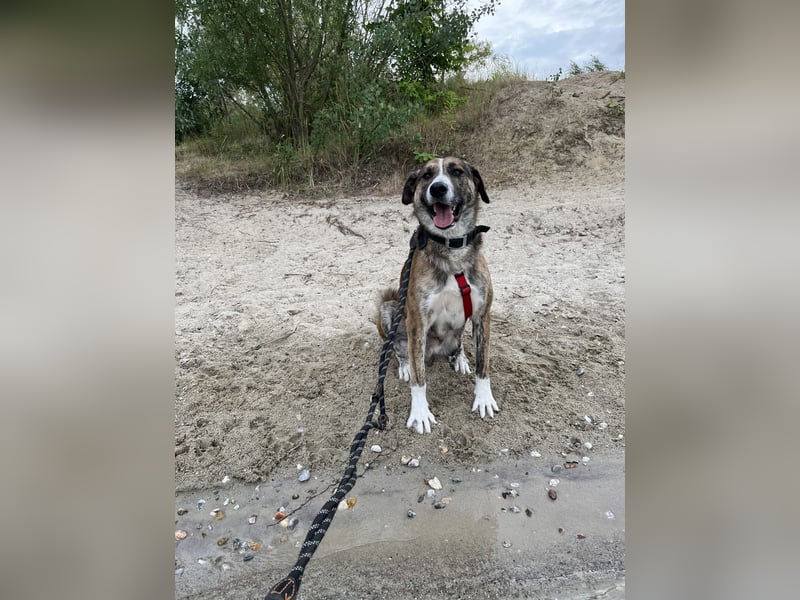 Akiro - loyaler Seelenhund, Rüde ca. 4 Jahre, kastriert