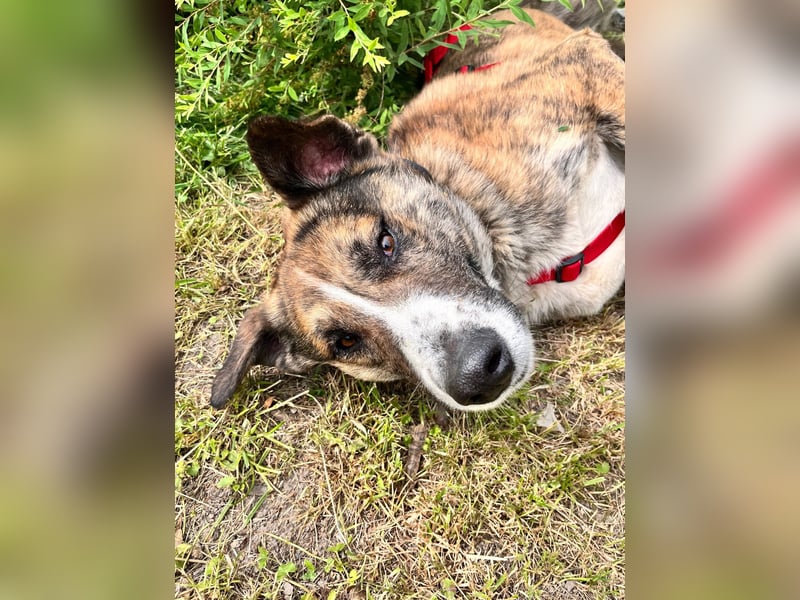 Akiro - loyaler Seelenhund, Rüde ca. 4 Jahre, kastriert