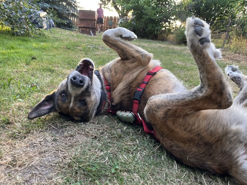 Akiro - loyaler Seelenhund, Rüde ca. 4 Jahre, kastriert
