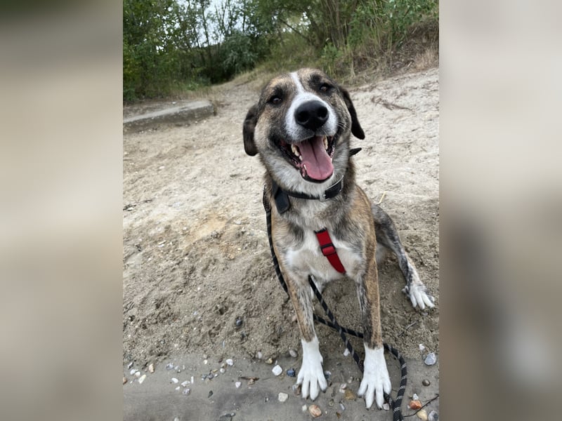 Akiro - loyaler Seelenhund, Rüde ca. 4 Jahre, kastriert