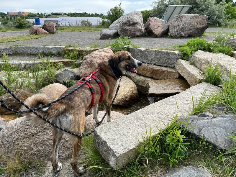 Akiro - loyaler Seelenhund, Rüde ca. 4 Jahre, kastriert