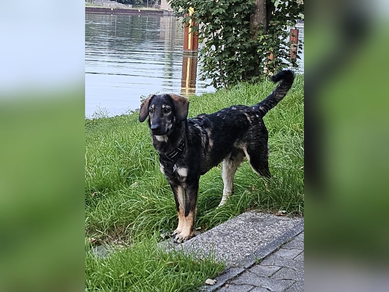 Mischlingsrüde Franz sucht ein passendes Zuhause