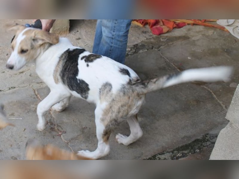 Pascale sucht sein Glück