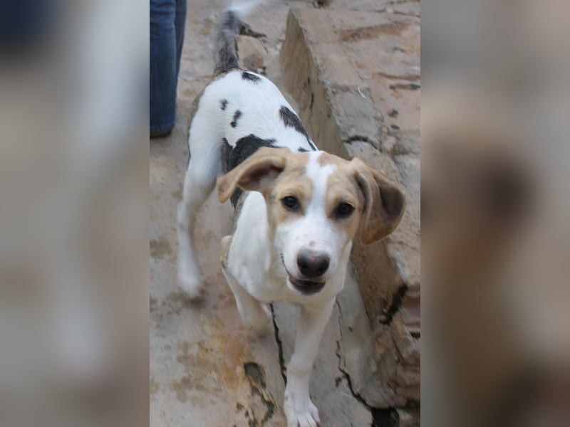 Pascale sucht sein Glück