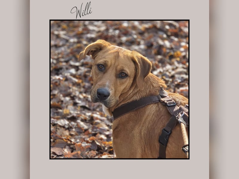 Katzenverträglicher Labrador-Mischling Willi, sozial u. lieb, wartet in Kamen! MIT VIDEOS!