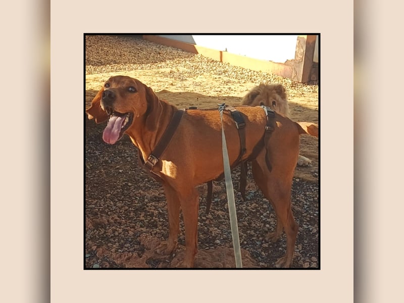 Katzenverträgliche Vizsla Mischlingshündin Ruby: soziale Zaubermaus wartet in Friesenhagen auf DICH!