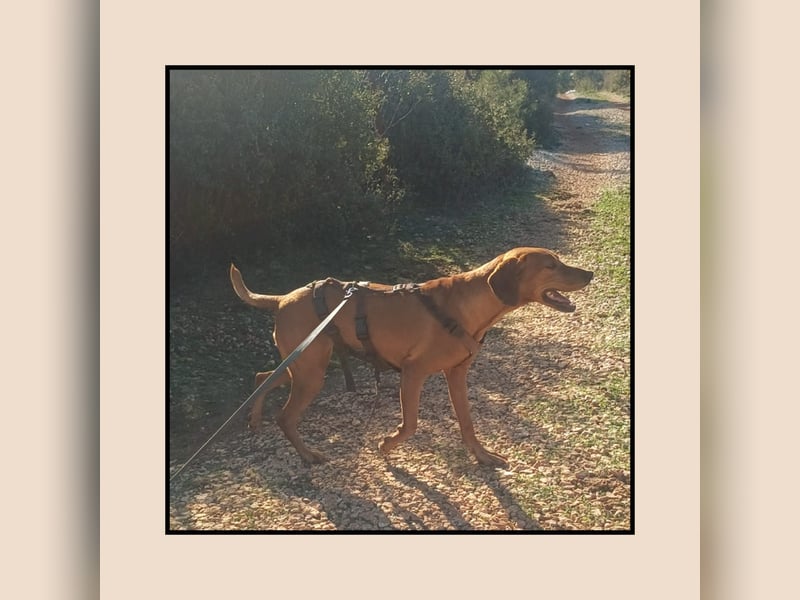 Katzenverträgliche Vizsla Mischlingshündin Ruby: soziale Zaubermaus wartet in Friesenhagen auf DICH!