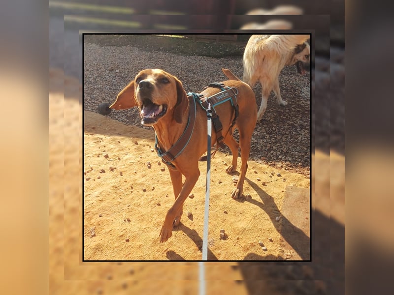 Katzenverträgliche Vizsla Mischlingshündin Ruby: soziale Zaubermaus wartet in Friesenhagen auf DICH!