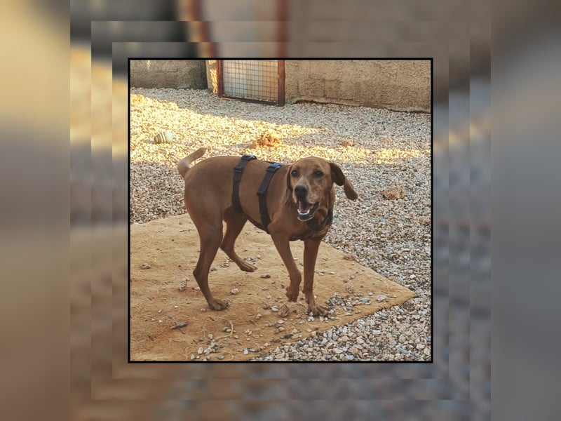 Katzenverträgliche Vizsla Mischlingshündin Ruby: soziale Zaubermaus wartet in Friesenhagen auf DICH!