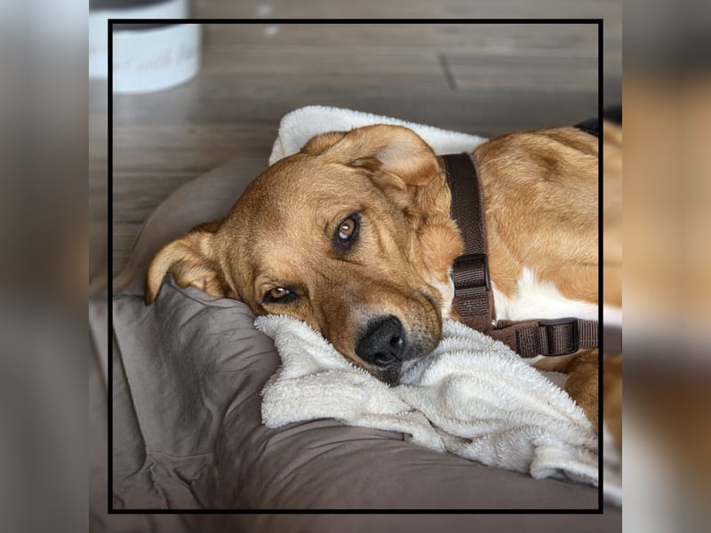 Katzenverträglicher Labrador-Mischling Willi, sozial u. lieb, wartet in Kamen! MIT VIDEOS!