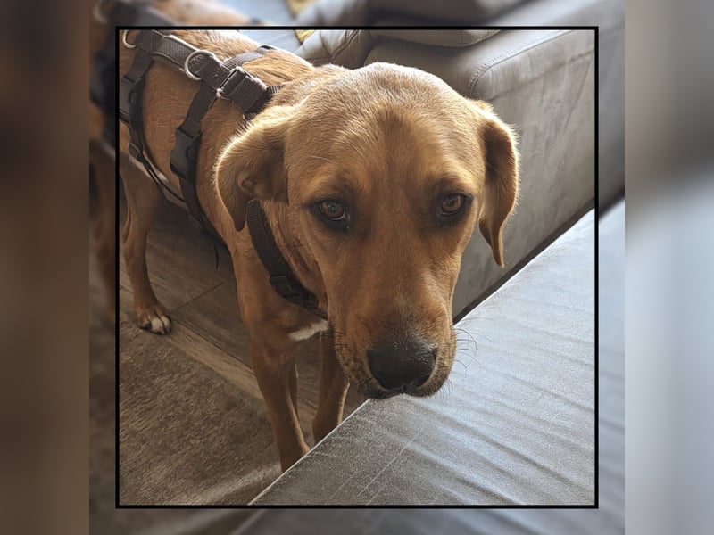 Katzenverträglicher Labrador-Mischling Willi, sozial u. lieb, wartet in Kamen! MIT VIDEOS!