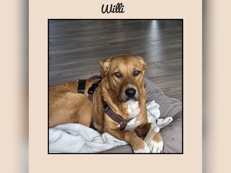Katzenverträglicher Labrador-Mischling Willi, sozial u. lieb, wartet in Kamen! MIT VIDEOS!