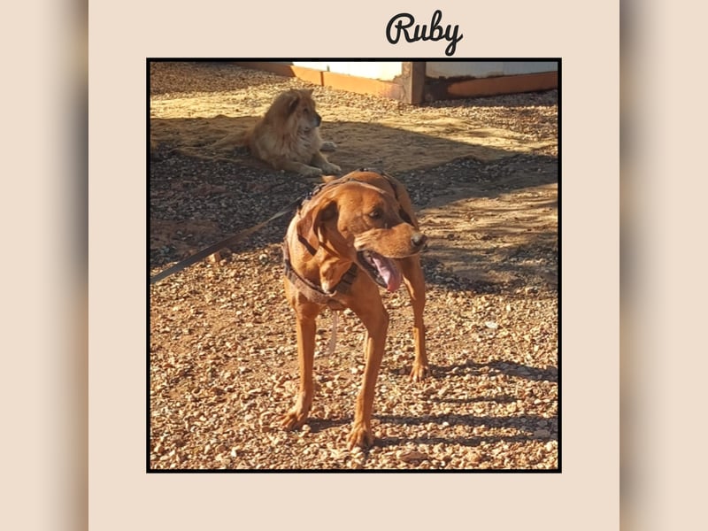 Katzenverträgliche Vizsla Mischlingshündin Ruby: soziale Zaubermaus wartet in Friesenhagen auf DICH!