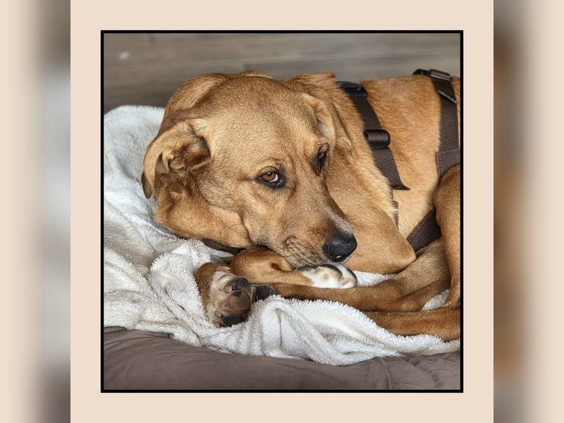 Katzenverträglicher Labrador-Mischling Willi, sozial u. lieb, wartet in Kamen! MIT VIDEOS!