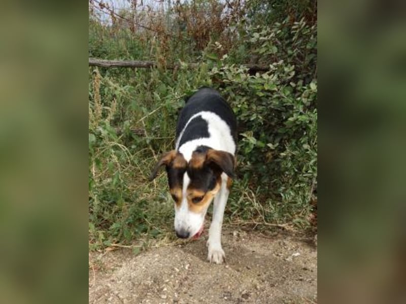 - Lelekas wartet in 49324 Melle -