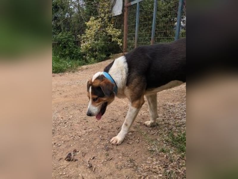 - Lelekas wartet in 49324 Melle -