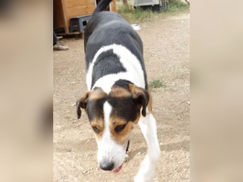 - Lelekas wartet in 49324 Melle -