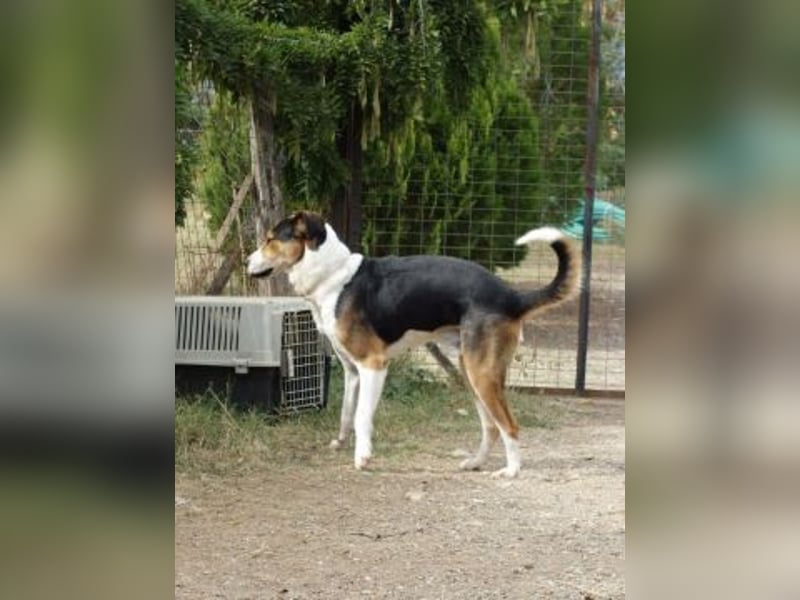 - Lelekas wartet in 49324 Melle -