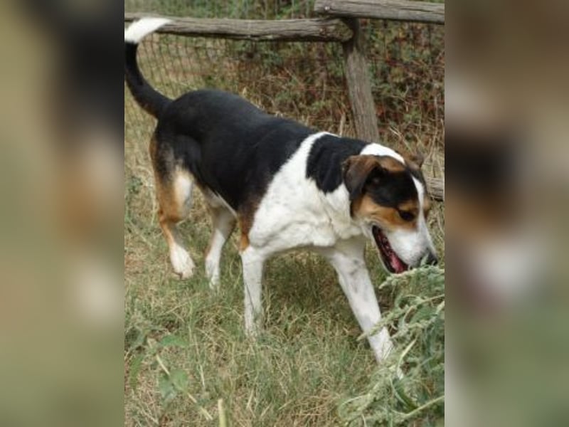 - Lelekas wartet in 49324 Melle -