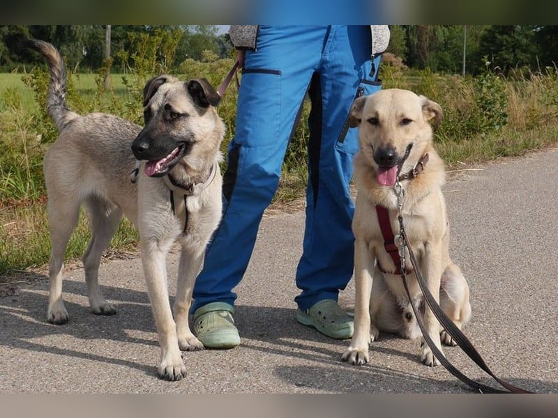 Lucky sehnt sich nach einem Für-immer-Zuhause