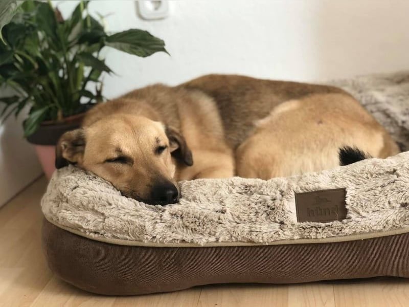 Lucky sehnt sich nach einem Für-immer-Zuhause