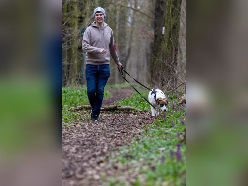 Traumhündin Sugar sucht eigenes Himmelreich mit Garten, 06237 Leuna