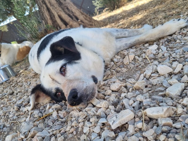 Vienna - gestern zuhause, heute Shelter – der Schock sitzt tief