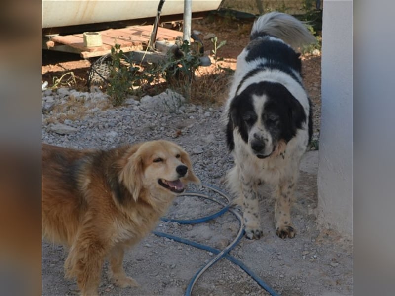 Odin - als er an den Augen erkrankte, setzte man ihn einfach aus